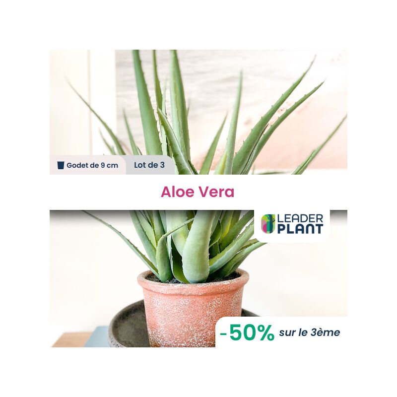 Leaderplantcom - 3 Aloe Vera en godet