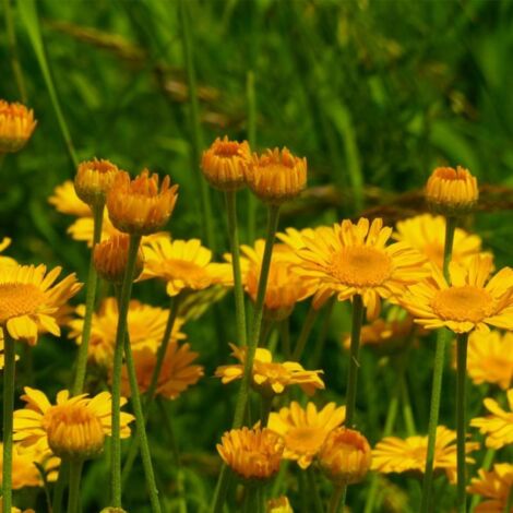 3 Anthemis Hybrida 'Kelwayi'