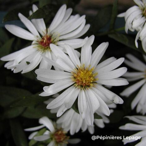 3 Asters de Nouvelle-Belgique 'White Ladies' (Asters novi-belgii 'White Ladies')