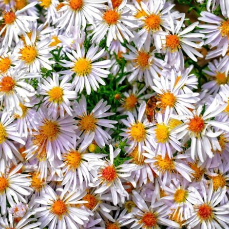 3 Asters Tongolensis 'Wartburgstern'