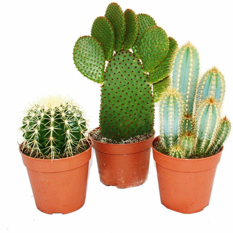 3 cactus plus gros différents dans un ensemble, pot de 12cm, env. 15-28cm de haut