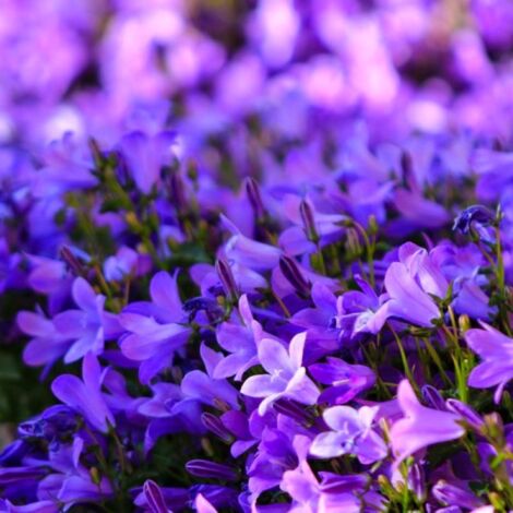PÉPINIÈRES NAUDET 3 Campanules des Murailles (Campanula 'Portenschlagiana')
