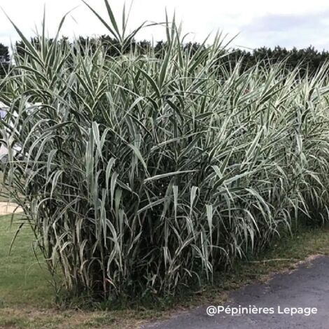3 Cannes de Provence 'Variegata' (Arundo donax 'Variegata')