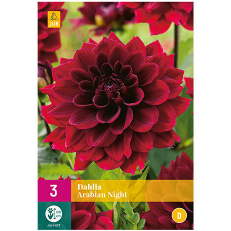 3 DAHLIAS ARABIAN NIGHT. . Marque : Jub. Réf. : 132100