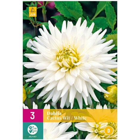 3 DAHLIAS CACTUS BLANC. . Marque : Jub. Réf. : 132310