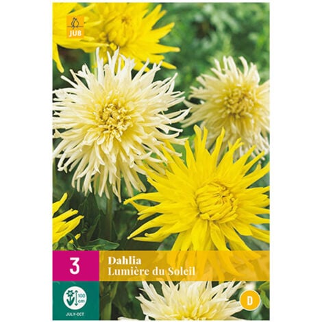 3 DAHLIAS LUMIÈRE DU SOLEIL. . Marque : Jub. Réf. : 132530