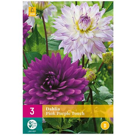 3 DAHLIAS PINK PURPLE TOUCH. . Marque : Jub. Réf. : 132560