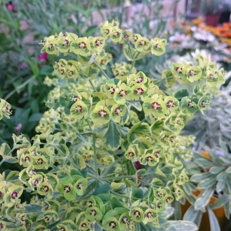 3 Euphorbes de Martin 'Ascot Rainbow' (Euphorbia Martinii Ascot Rainbow)