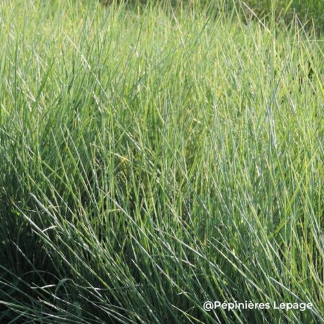 3 Fétuques de l'Atlas (Festuca mairei)