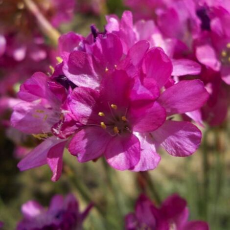 3 Gazons d'Espagne (Armeria maritima)