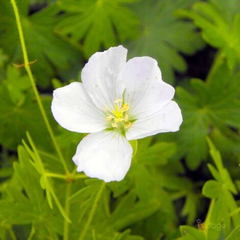 Bac à Fleurs En Plastique L Grand - 48 Cm/beige - Bac à Fleurs Rond Pour L' Extérieur Et L'intérieur