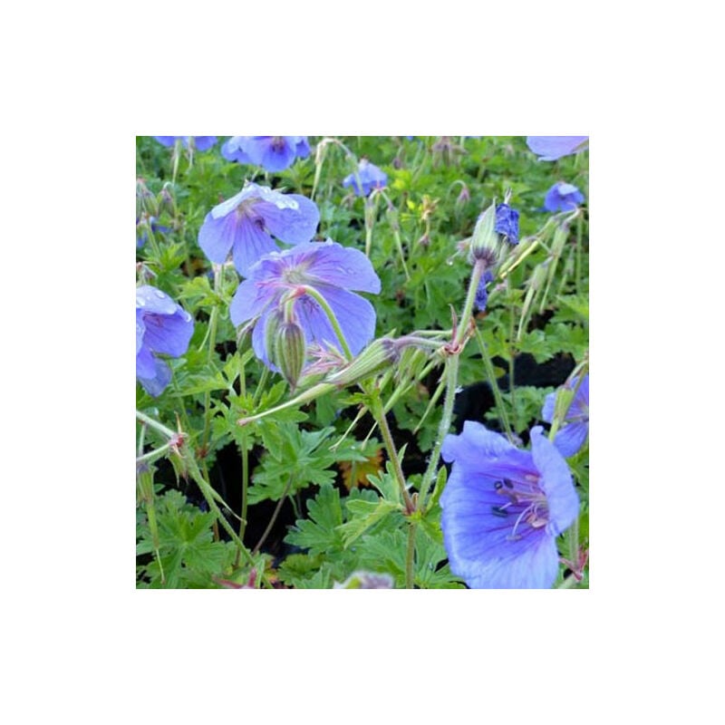 Géranium vivace bleus de l'Himalaya - Bleu
