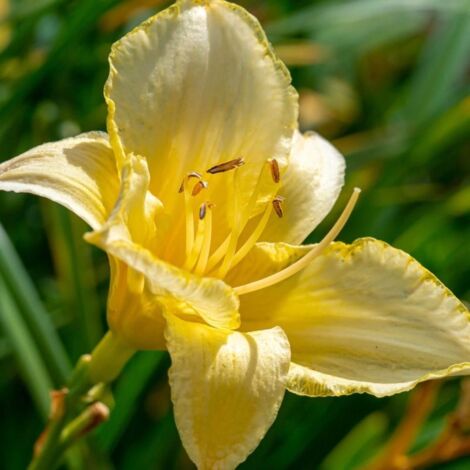 3 Hémérocalles 'Ice Carnival' (Hemerocallis)
