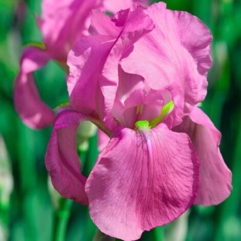 PÉPINIÈRES NAUDET 3 Iris "Color me Rose"