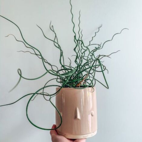 3 Joncs 'Spiralé' (Juncus Effusus Spiralis)