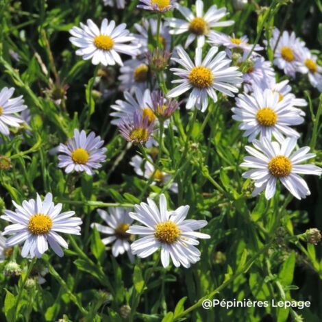 3 Kaliméris 'Blue Star' (Kalimeris incisa 'Blue Star')