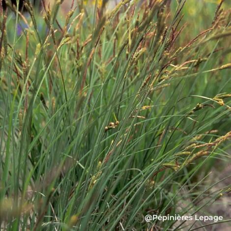 3 Laîches des marais (Carex acutiformis)