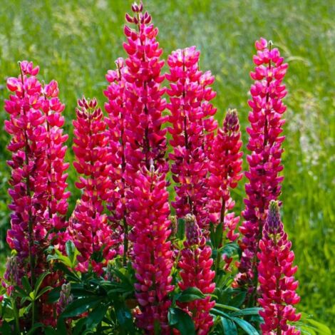 3 Lupins 'Mon Château' (Lupinus 'My Castle')