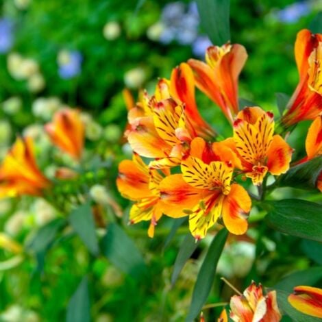PÉPINIÈRES NAUDET 3 Lys des Incas 'Chinon' (Alstroemeria 'Chinon')