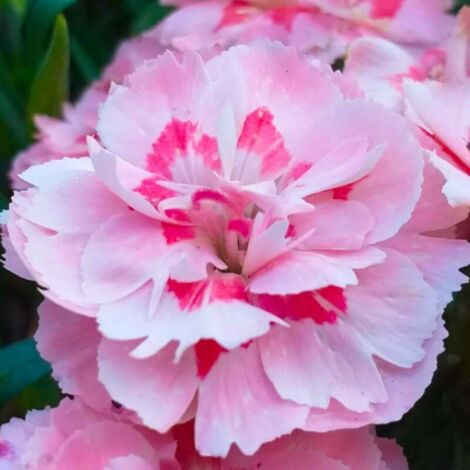 3 Oeillets Mignardises 'Doris' (Dianthus)