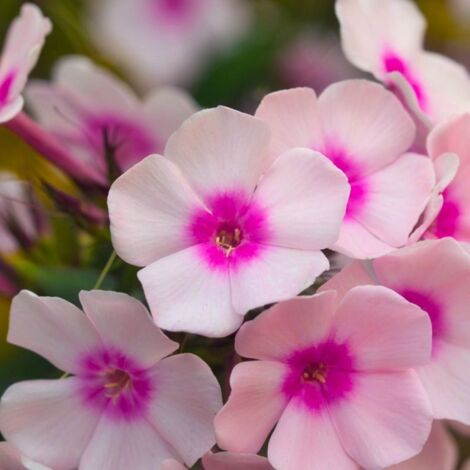 3 Phlox 'Europa'