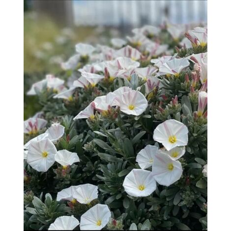 3 piante di Convolvulus cneorum in vaso 8 h 20/40 cm– convolvolo bianco sempreverde – arbusto mediterraneo compatto – ideale per giardino e bordure