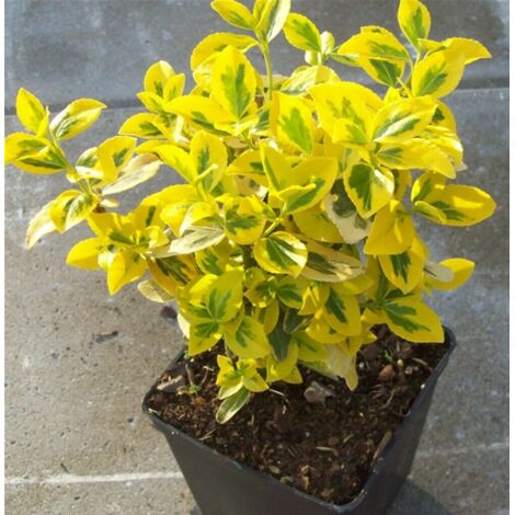 3 piante di Evonimo "Euonymus fortunei Emerald Gold" pianta da siepe sempreverde in vaso 9x9 cm
