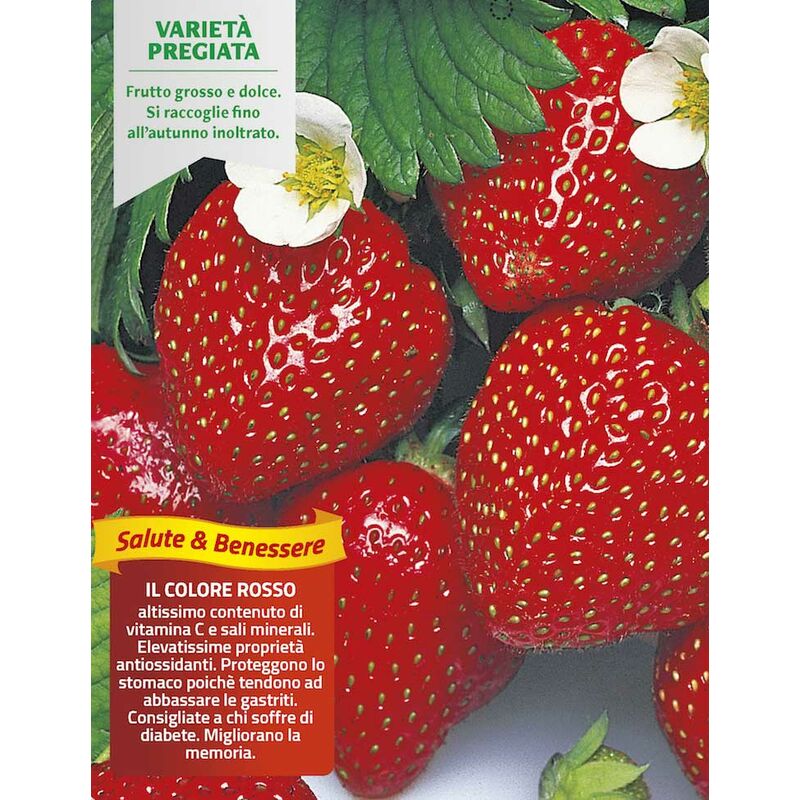 Ortomio - 3 plantes en pot Ø10CM de fraise reflet des 4 saisons