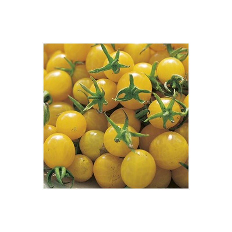 Ortomio - 3 plantes en pot Ø10CM de tomate cerise jaune or