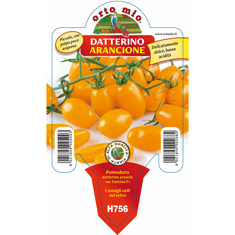 Ortomio - 3 plants en pot ø 10CM de tomates datterino oranges