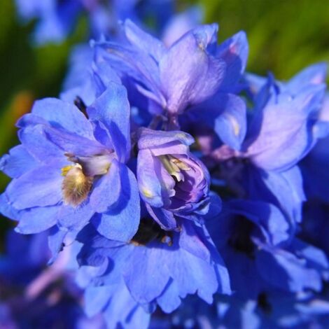 3 Pieds D'Alouette 'Bellamosum'