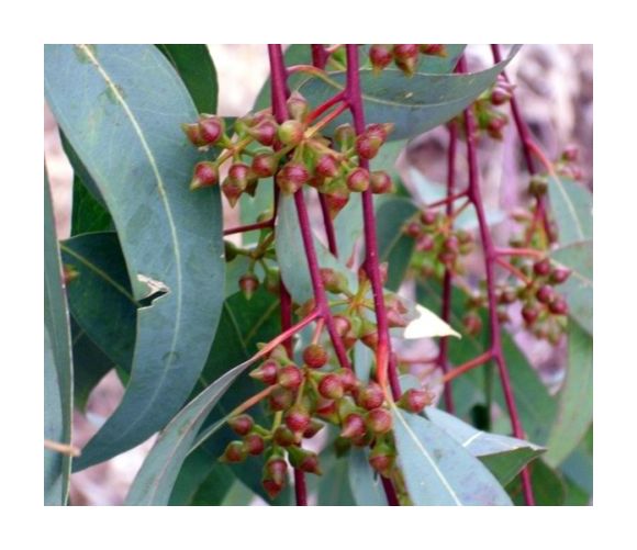 

3 Plantas de Eucaliptus Camaldulensis - Eucalipto Rojo. Altura 30 - 40 Cm