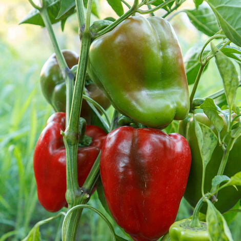 AUTRES 3 Plants Poivron Lamuyo F1 en Pot. . Marque : Serres Desrumaux. Réf. : 2PLAM105