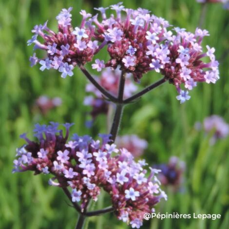 3 Verveines de Buenos-Aires 'Royal Dreams' ® (Verbena bonariensis 'Royal Dreams' ®)