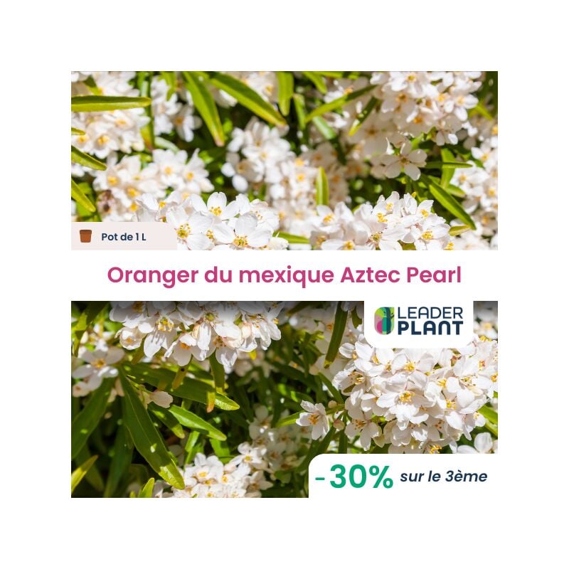 3 x Oranger du Mexique Aztec Pearl en pot de 1 l