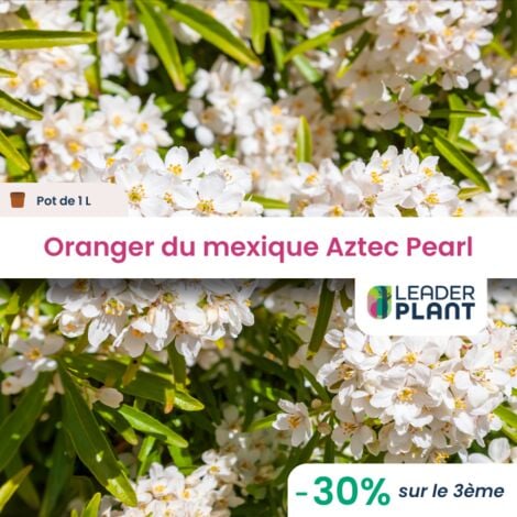 3 x Oranger du Mexique Aztec Pearl en pot de 1 L