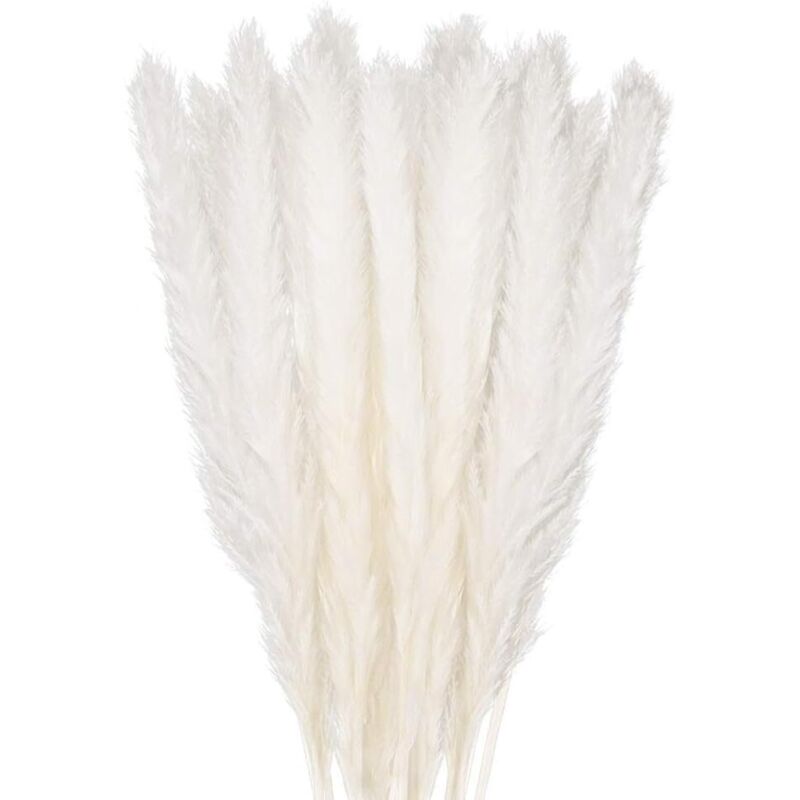 Ugreat - 30 pcs Herbe de la Pampa, 58 cm Naturel Pampa Fleur Bouquet de Fleurs Sechees pour Vases, Blanc Boho Decoration Chambre Maison Salon,