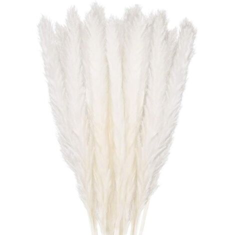 30 Pcs Herbe Pampa 58cm Naturelle Bouquet Fleurs Séchées Décoration Boho Blanc Chambre Salon Mariage Photographe