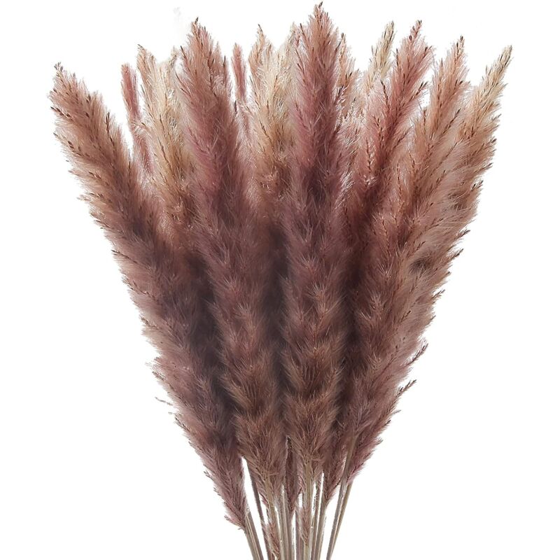 Mowze - 30 Pcs Pampa Herbe Naturelle Roseau Plume Fleurs Séchées Phragmites Bouquet Grand Real Touch Plumes Naturelles pour Ferme Bureau Chambre