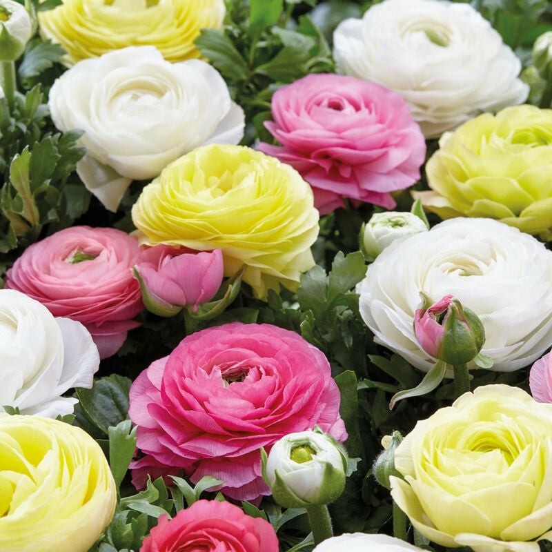 30 Renoncules pastel jaune, blanc, rose en mélange - 5 - Willemse - Multicolore