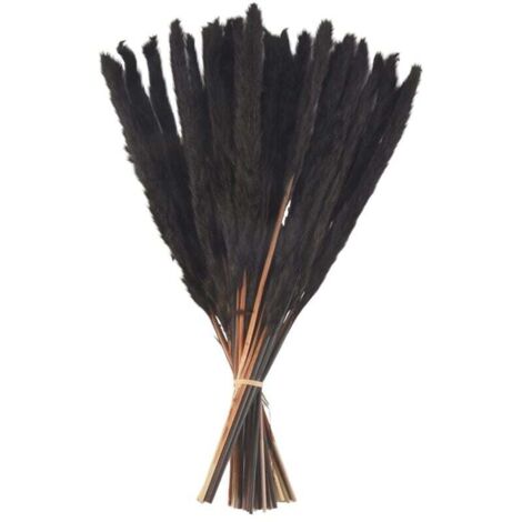 30 Tiges Herbe De Pampa Noire Naturelles Séchées 43 Cm Décoration Intérieure