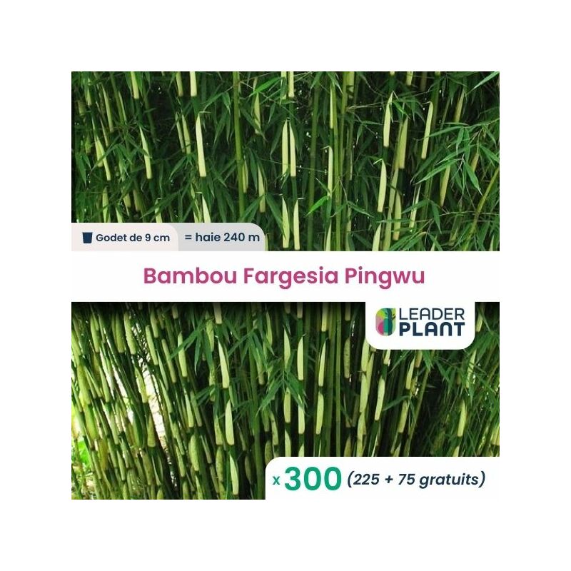 Leaderplantcom - 300 Bambou Fargesia Pingwu en Godet
