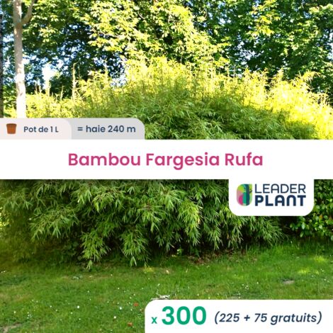 300 Bambou Fargesia Rufa en pot de 1L