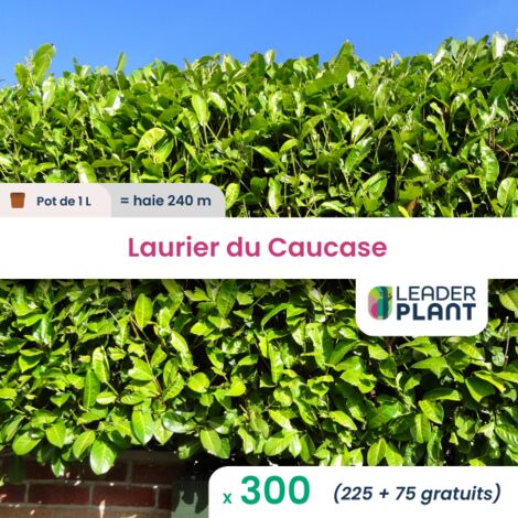300 x Laurier palme, Laurier du Caucase, Laurier Cerise en pot de 1 L
