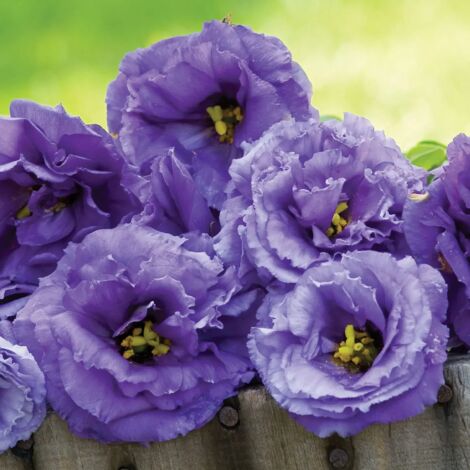 3000 Graines de Lisianthus Bleu Ondulé – Fleurs Rares Jardin Plantation