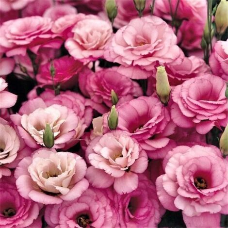 3000 Lisianthus Rose Graines – Fleurs Décoratives Jardin Balcon