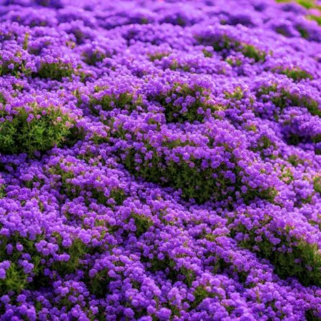 30000 Semi di Timo Viola – Erbe Aromatiche Viola per Giardino e Terrazza