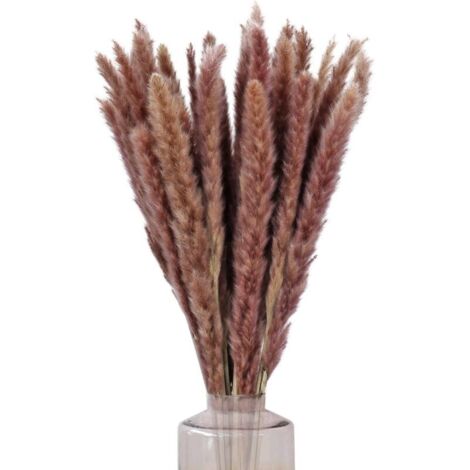 30pcs Herbes de la Pampas Sechees Decoration 60cm Bouquet Fleurs Séchées Natur Deco Brun Phragmites Pampas Artifici Plante pour Mariage Vase Intérieure Maison Cuisine Balcon