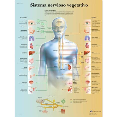 3B Scientific VR3610L - Poster anatomico, sistema nervoso vegetativo