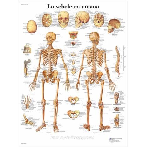 3B Scientific VR4113UU Lo Scheletro Umano